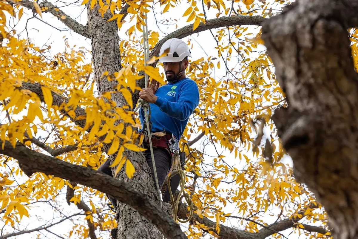 Skilled Tree Pruning crew working in Counselor